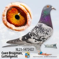 NL21-1472422 Coen Brugman - kweekhok Waldhok